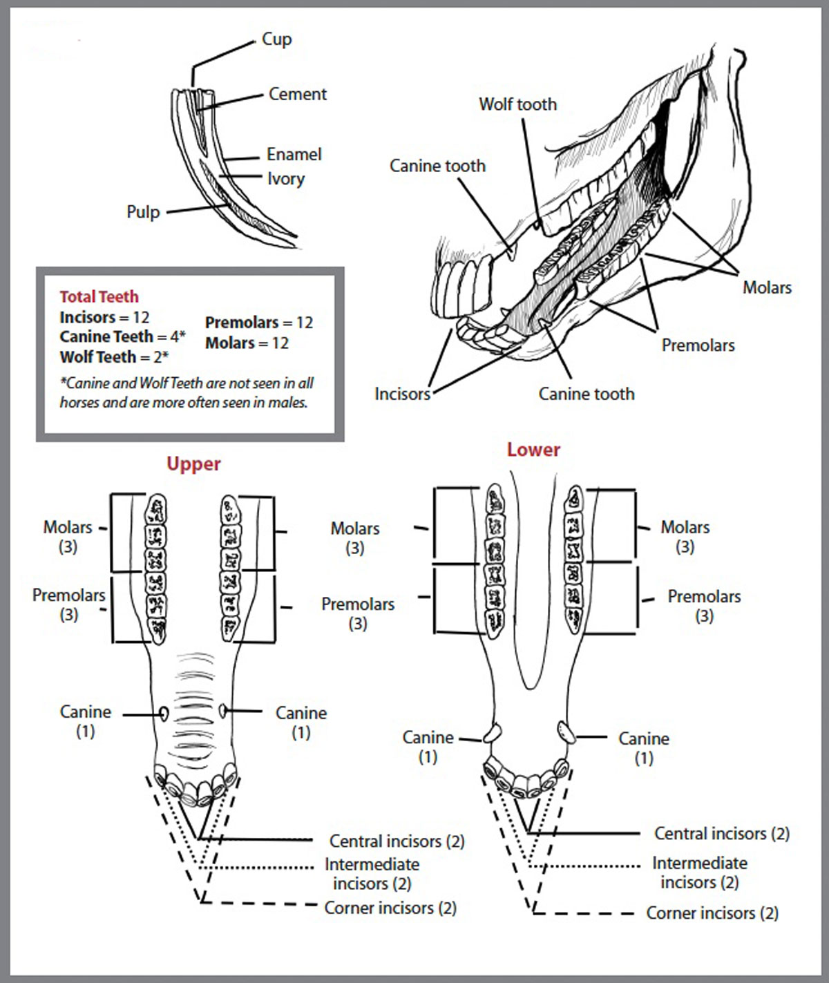 Equine Tooth Anatomy Diagram - My Senior Horse