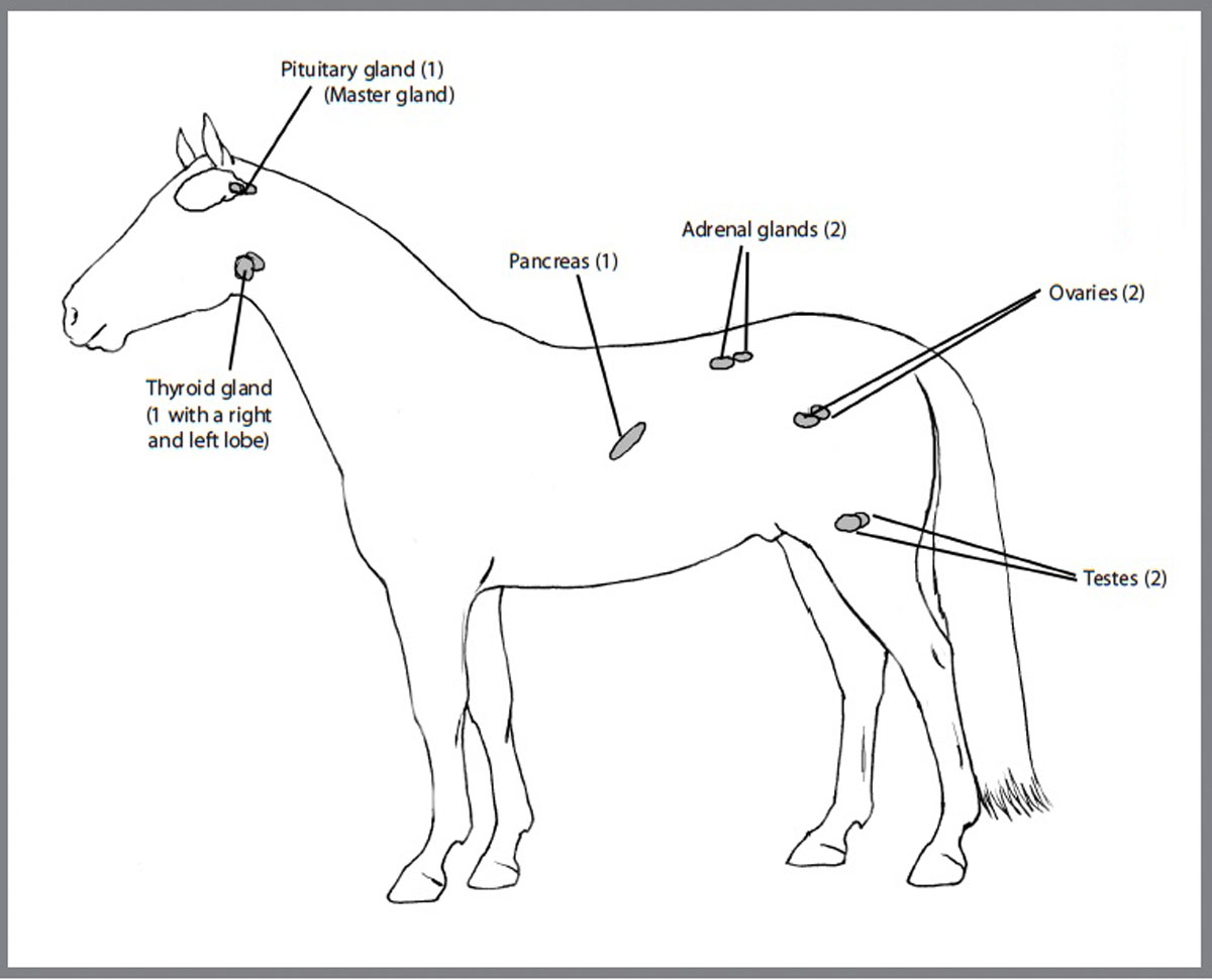 Horse Endocrine System Diagram - My Senior Horse