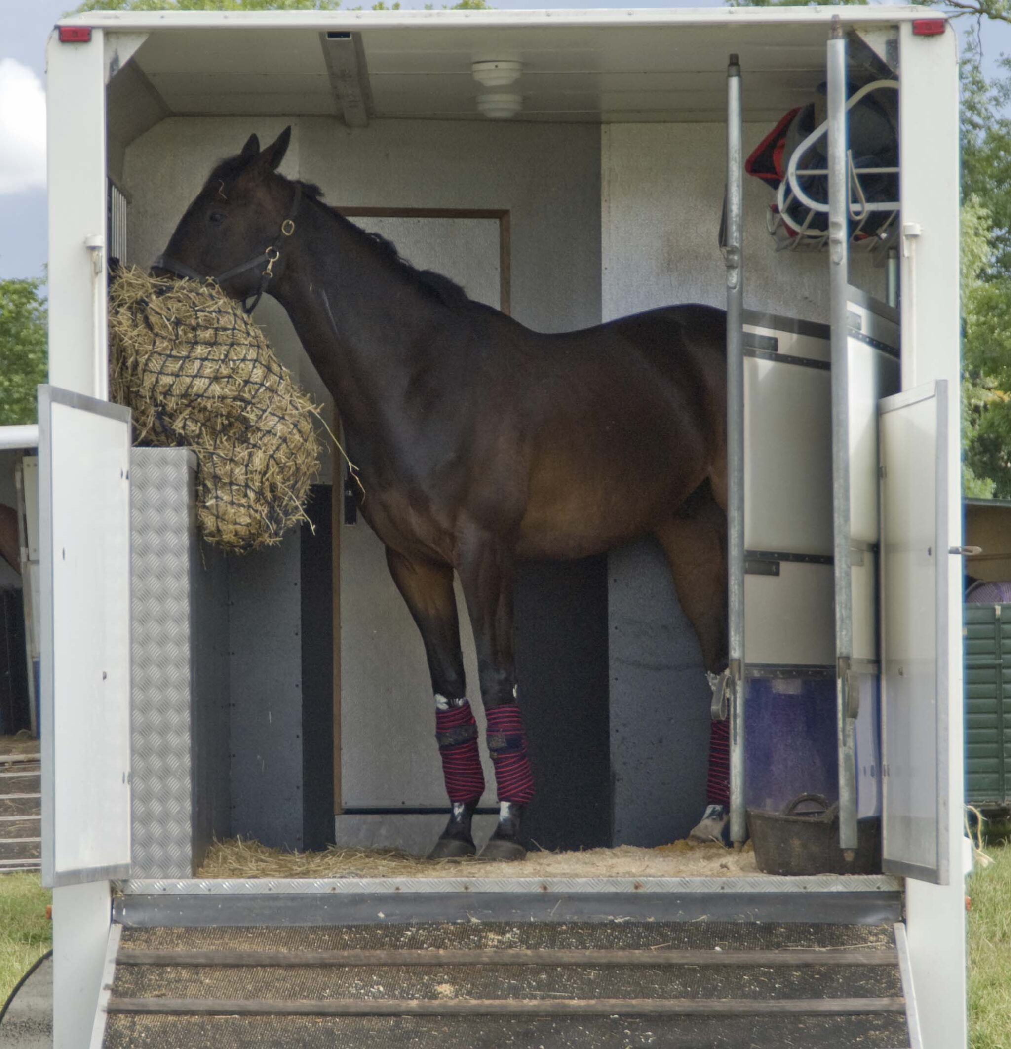 trailering horses resulted in false-positive ACTH test for PPID