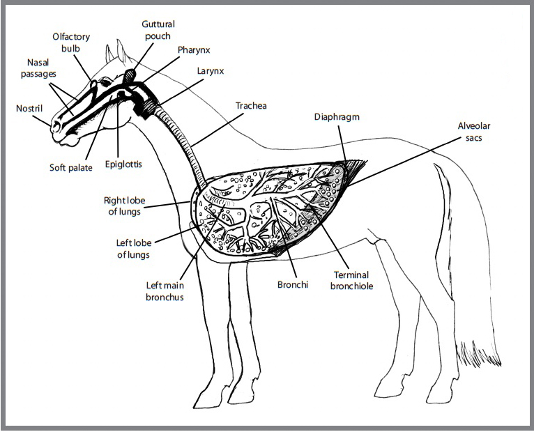 horse respiratory system diagram