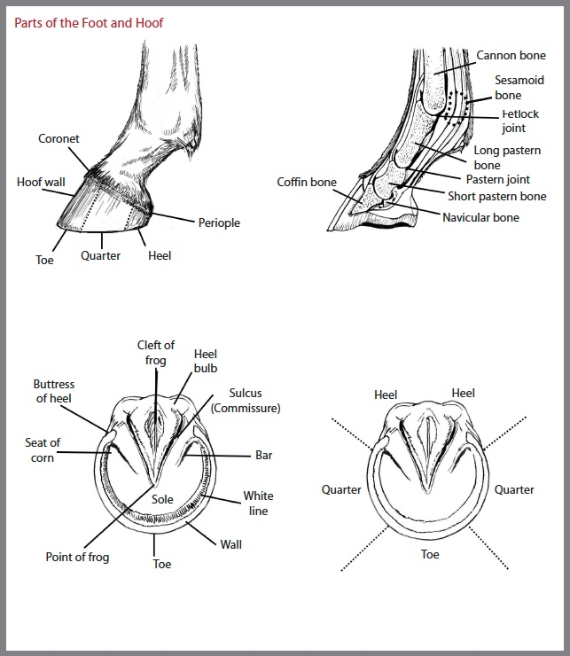 parts of the equine foot and hoof