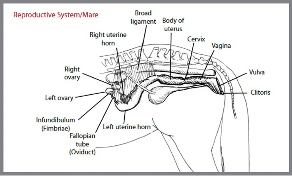 Female Horse Reproductive System Diagram Female Reproductive System Female Horse Reproductive System Diagram Female Reproductive System