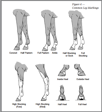 White Leg Markings on Horses - My Senior Horse