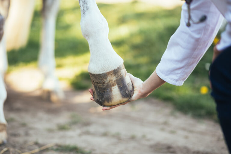 Veterinarian examining horse leg tendons. Selective focus on hoof