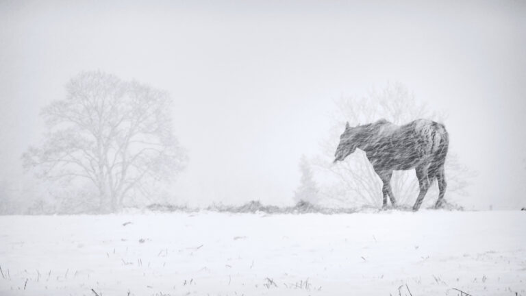 senior horse winter horse in blowing snow