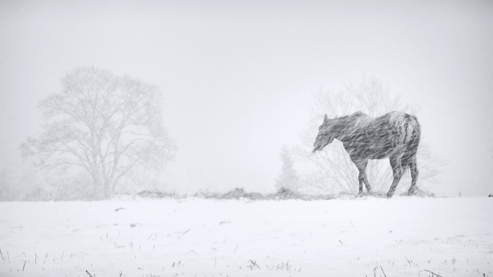 senior horse winter horse in blowing snow