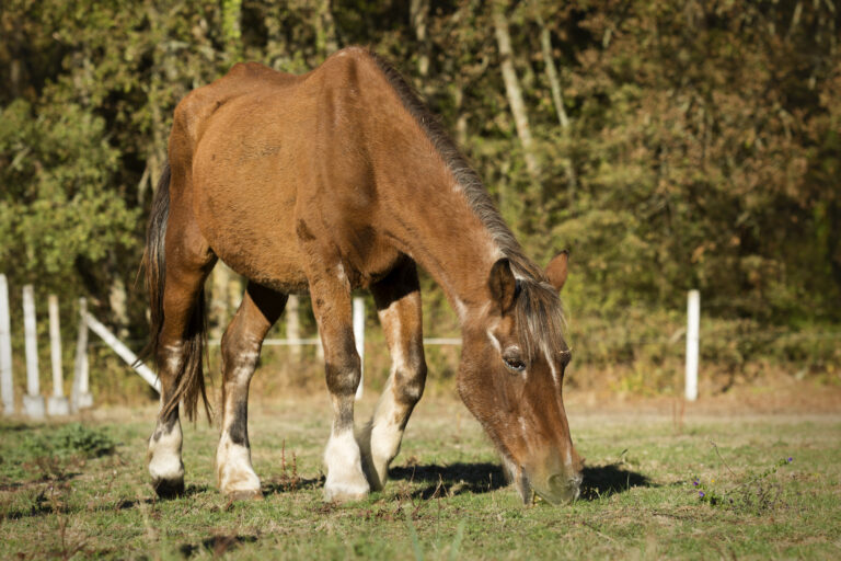 old thin horse muscle atrophy