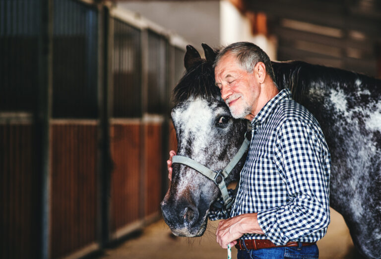 senior horse older man