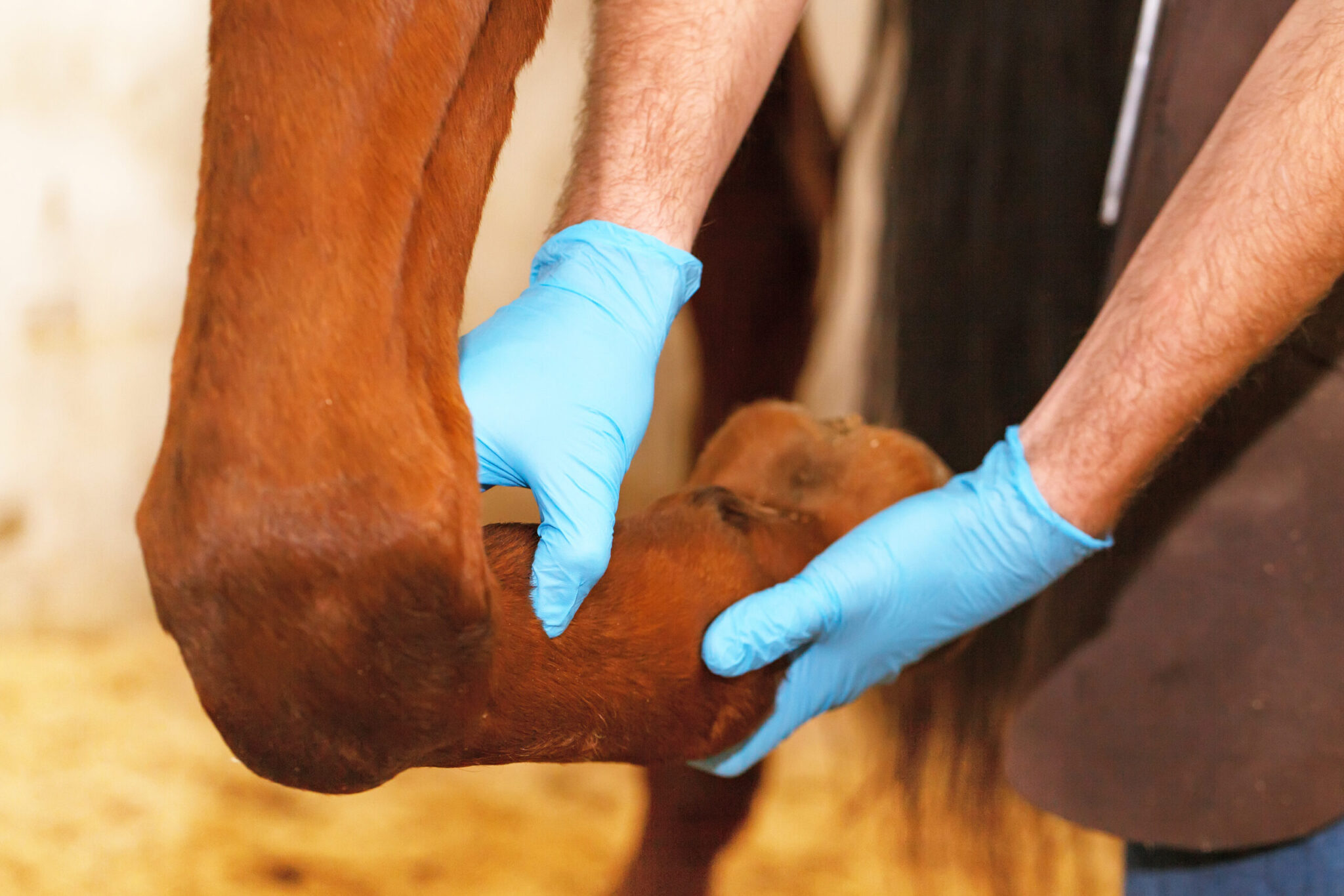 Observation and Palpation of an Older Horse’s Limbs - My Senior Horse