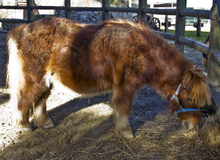 senior pony rain rot