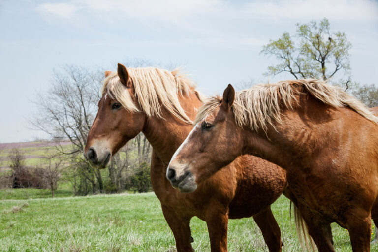 Belgian-horses-in-field-iStock-Redheadedhornet-475240395-1000