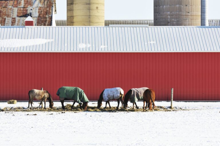 senior horses cold weather care might include proper blanketing