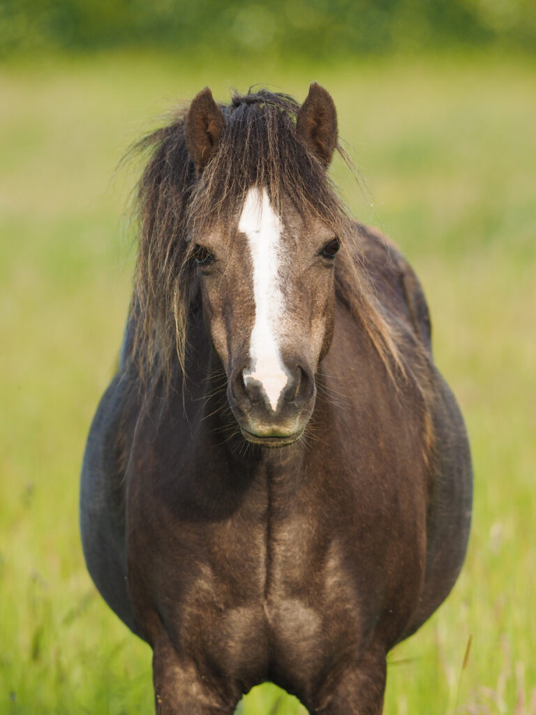 cresty neck fat pony