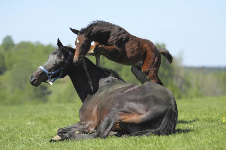 old mare and foal in field