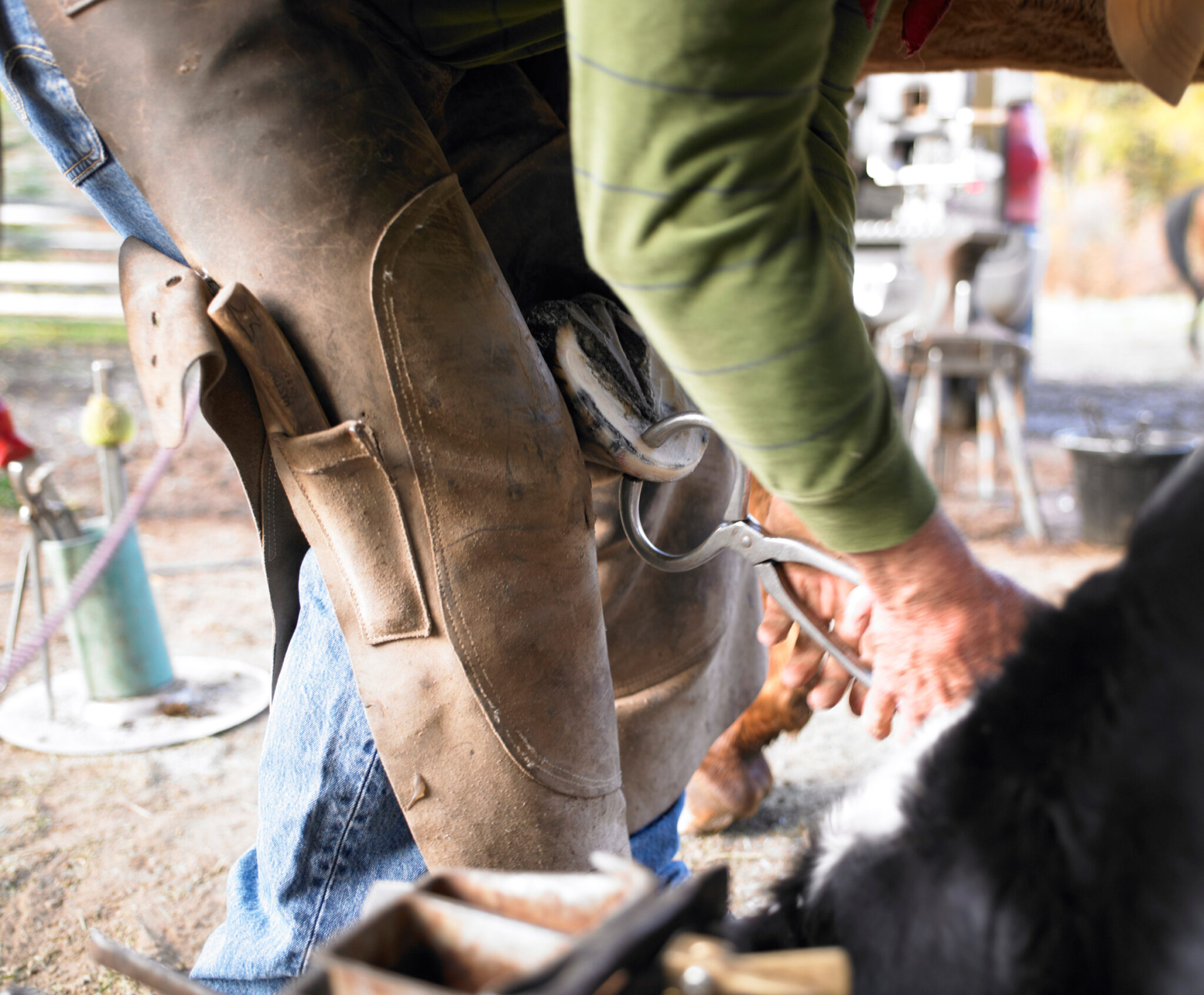 equine endocrine disease hoof testers closeup