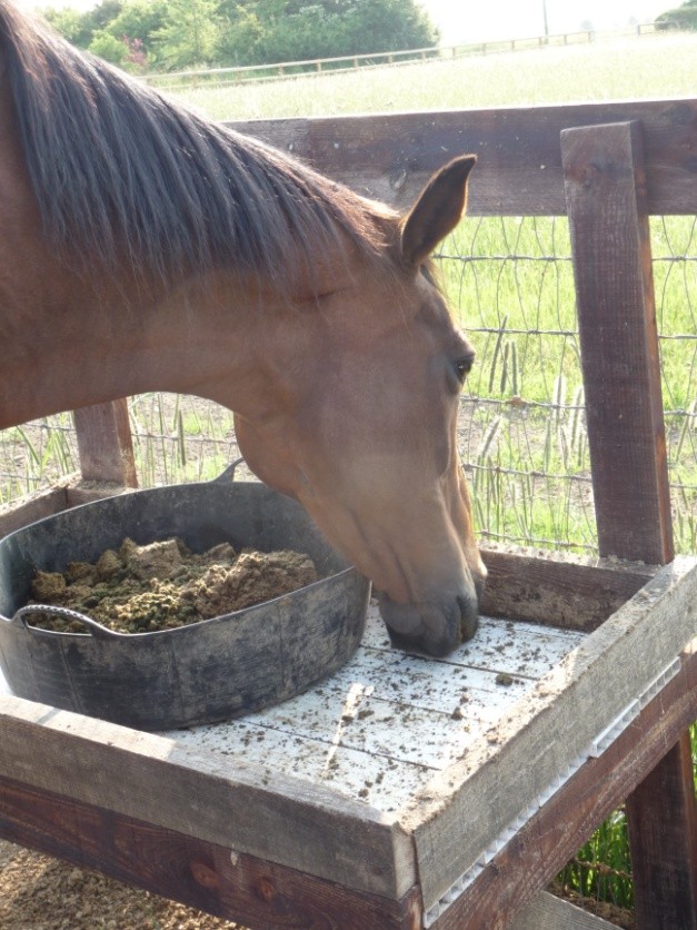 horse dental issues