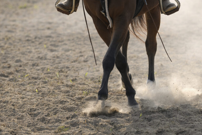 equine osteoarthritis horse legs working arena