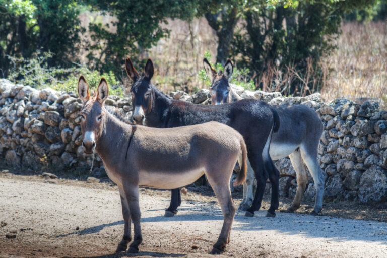 feeding donkey