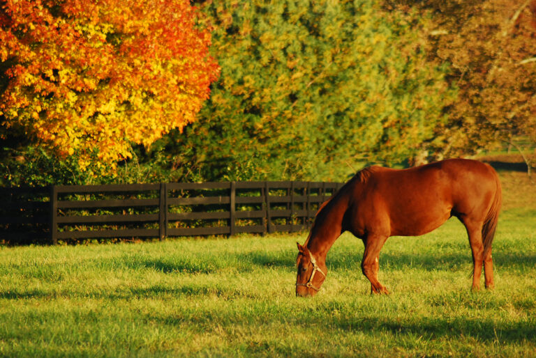 retirement horse grazing autumn