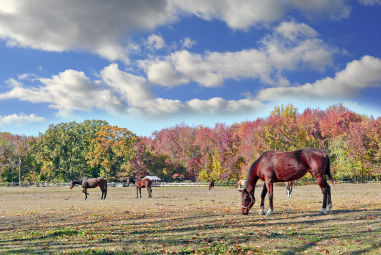 older horse management and care autumn herd