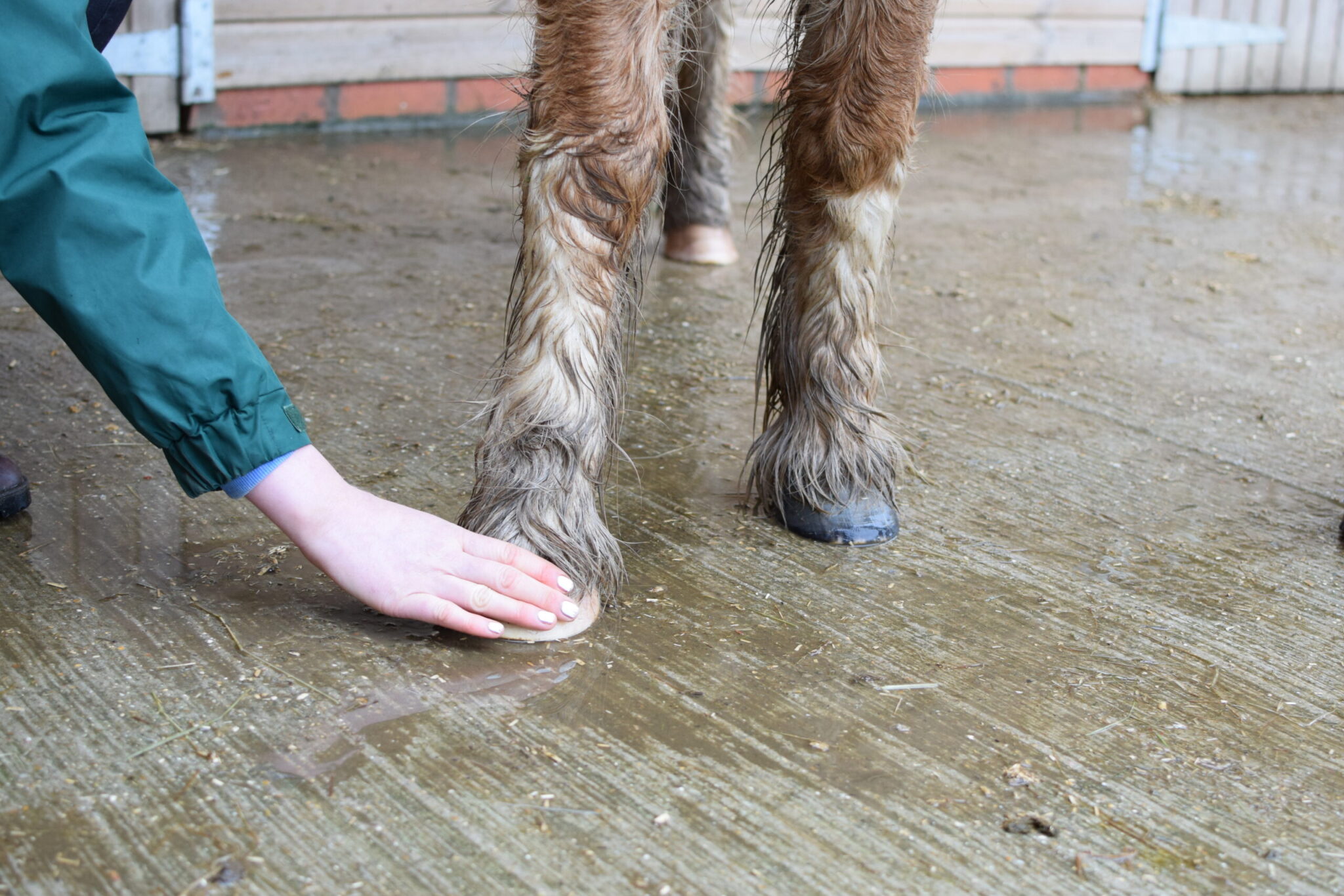 equine laminitis checking horse foot for heat