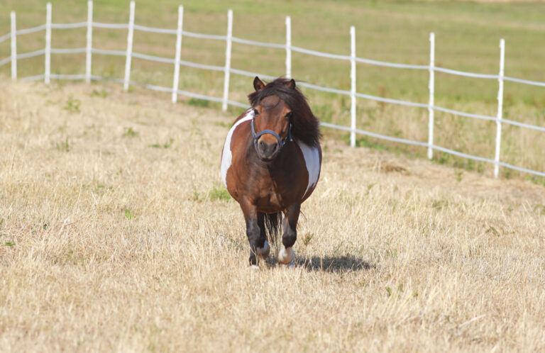 equine metabolic syndrome fat paint pony