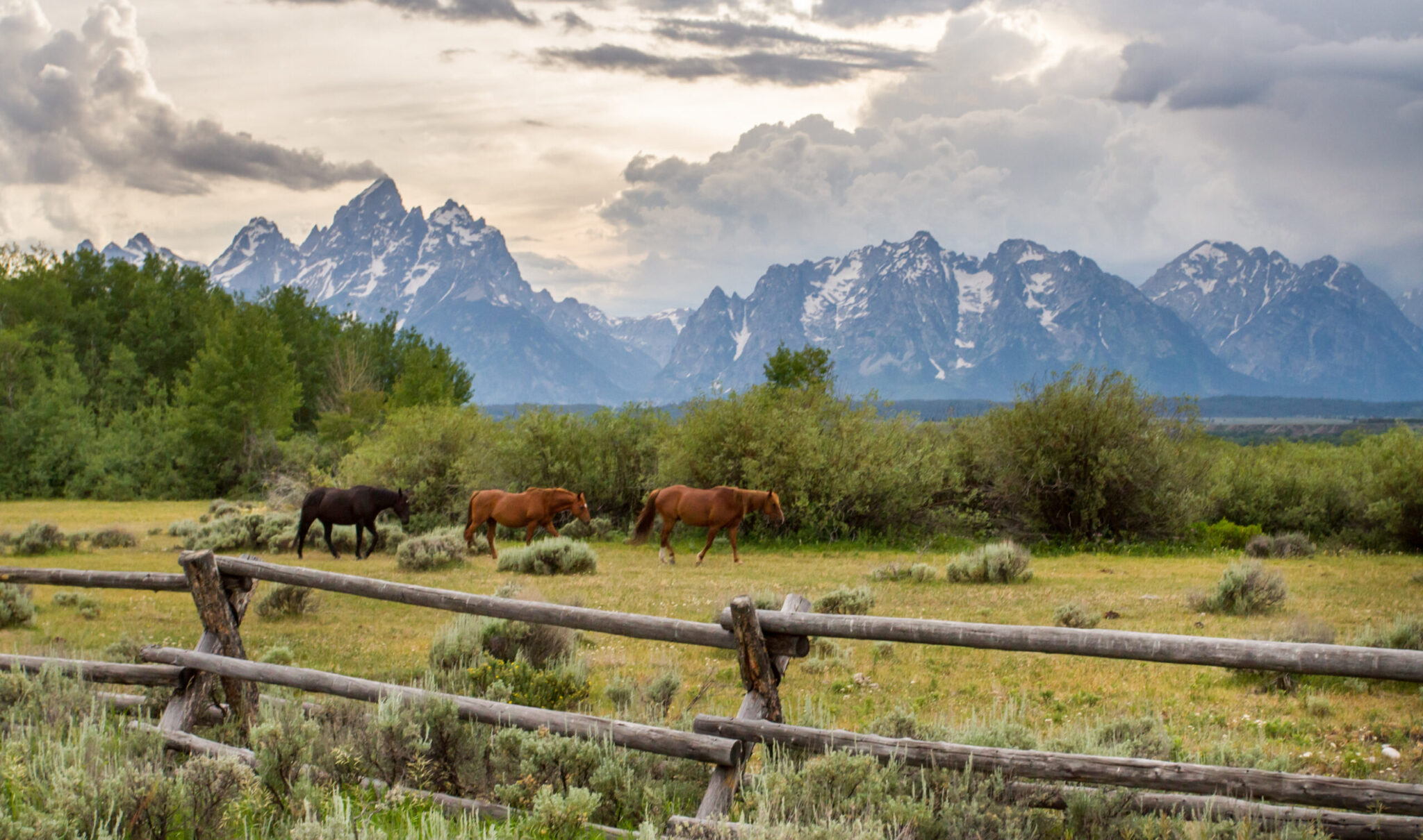 older horse retired in field mountains