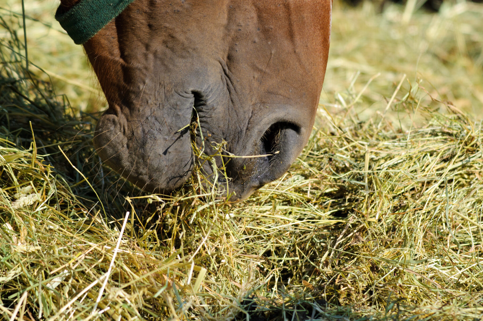 soaking hay horse mouth closeup eating hay