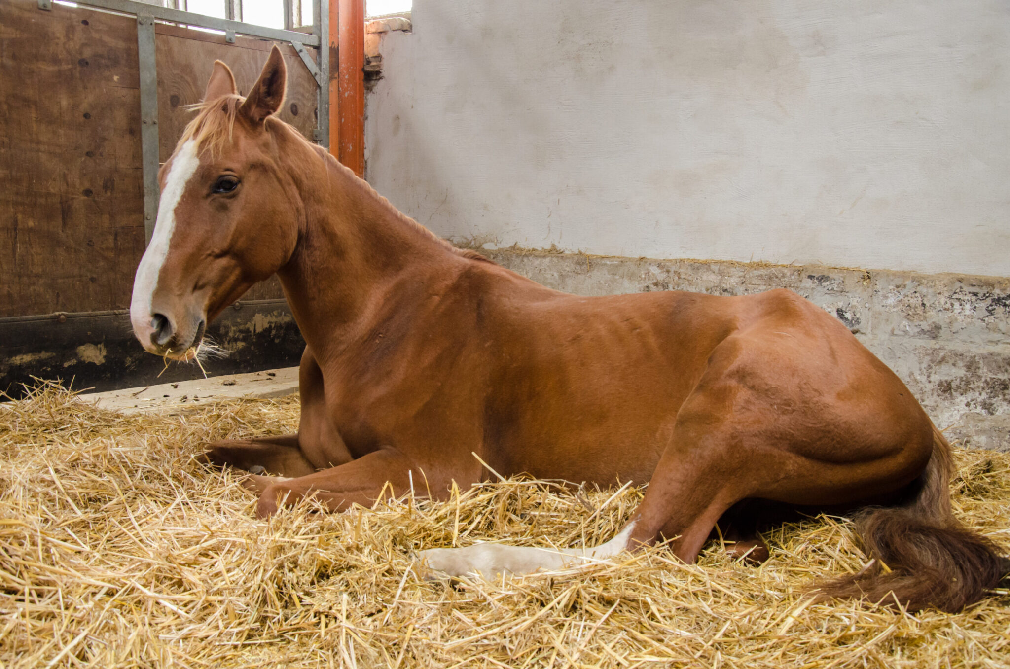 loss of appetite horse laying in stall