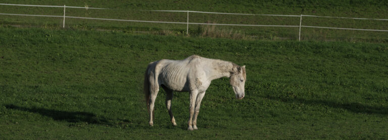 muscle mass loss thin old gray horse in field