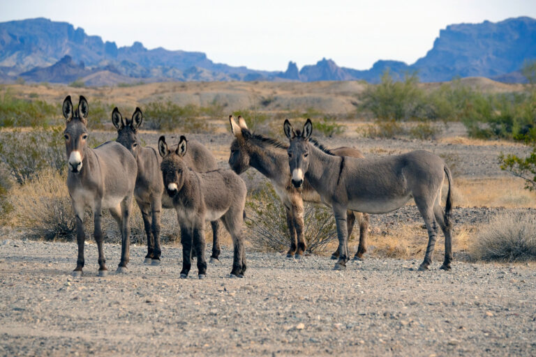 donkey in group