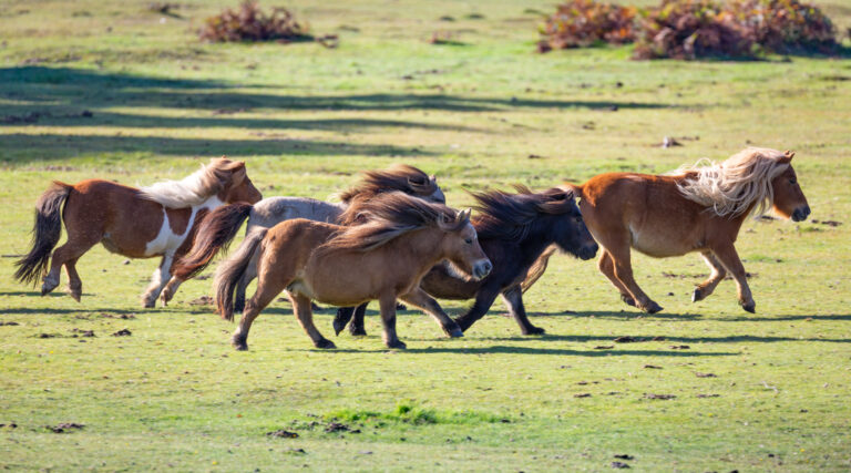 British ponies laminitis risk