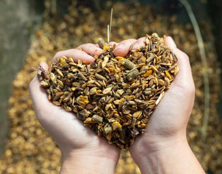 feed quality grains held in heart shape hands