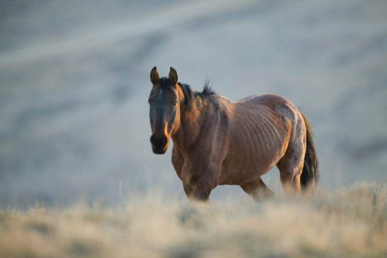 losing weight thin horse