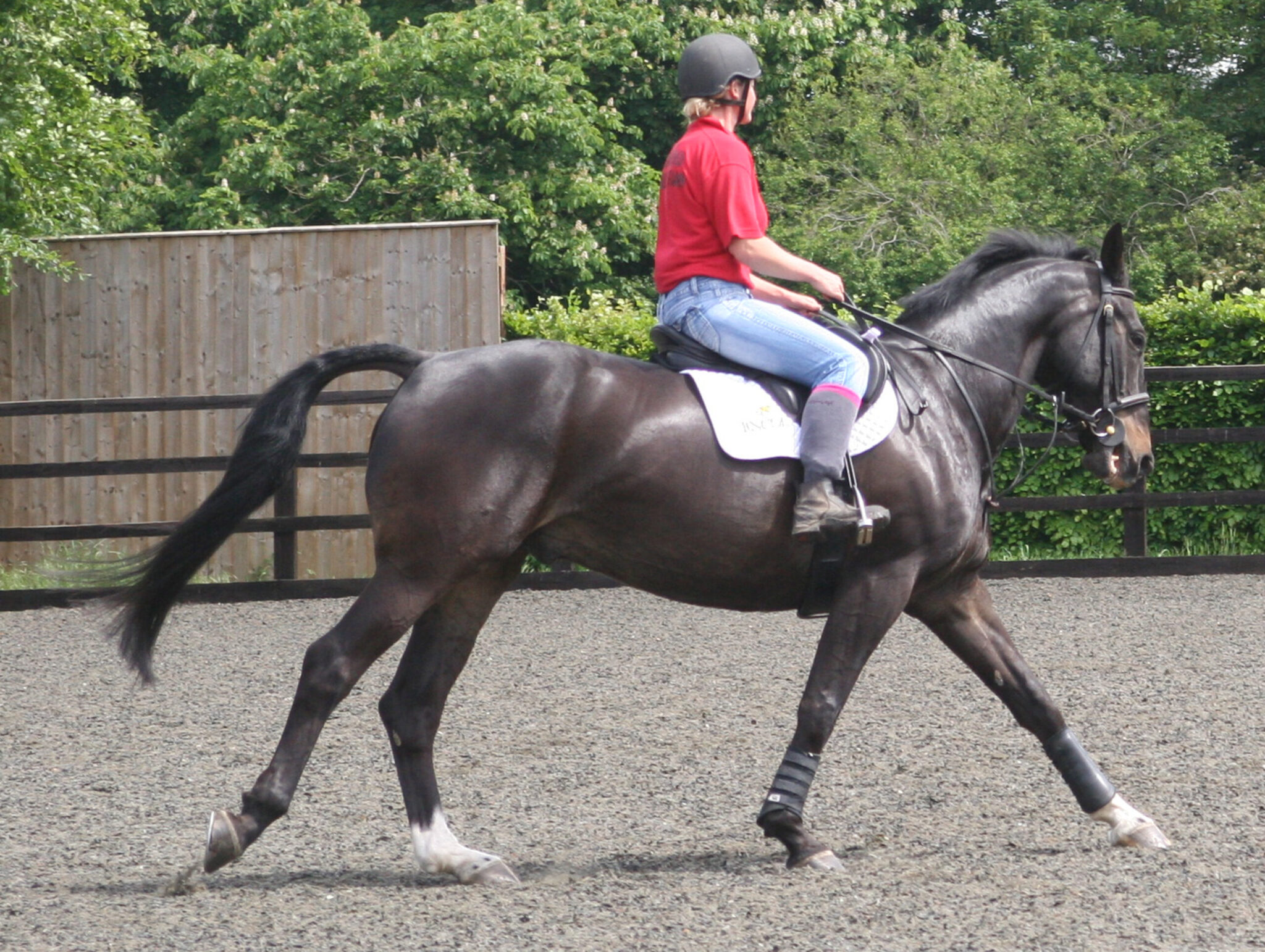 behavior horses with flag tail