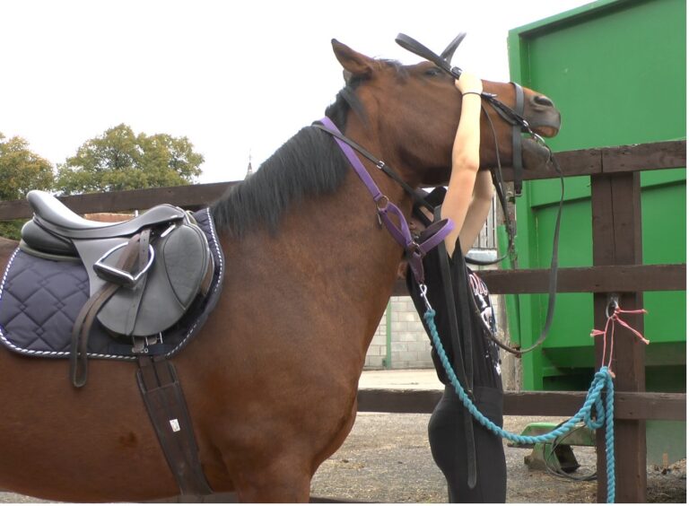 behavior horse bridle tacking up