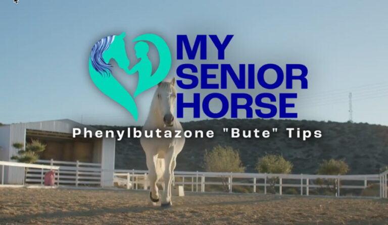 bute or phenylbutazone use in horses