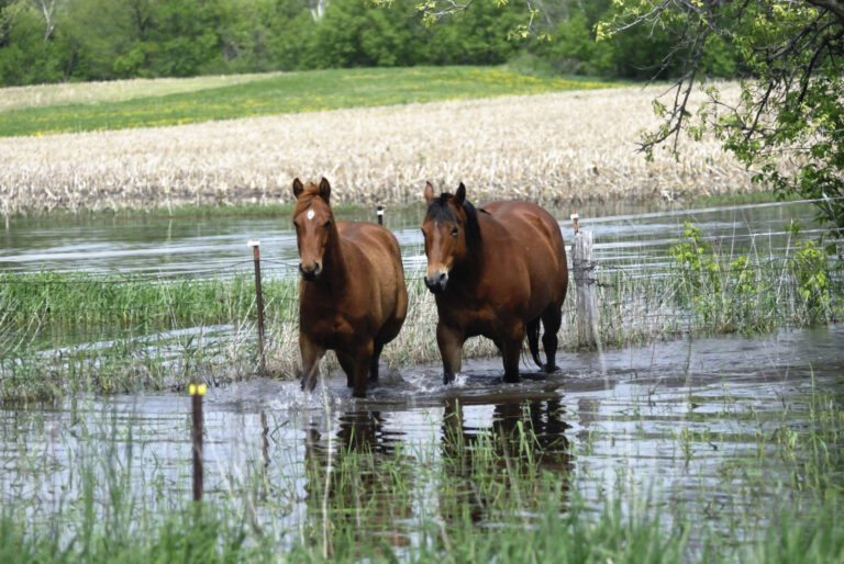 horses during flooding