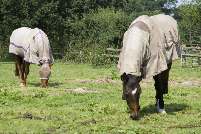 insect bite hypersensitivity horses wearing fly sheets and mask