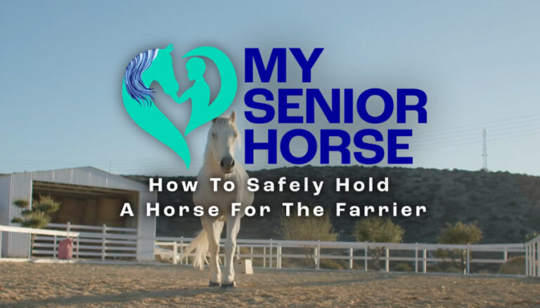 how to safely hold a horse for the vet or farrier video