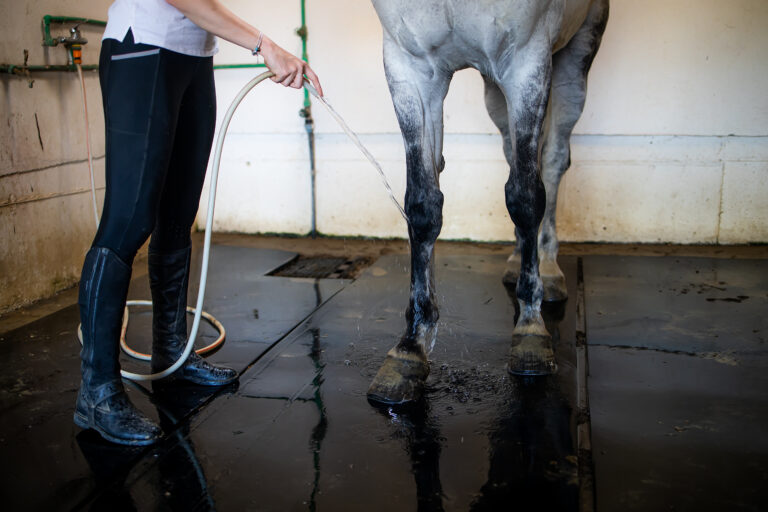 warm water in barn washing gray horse legs