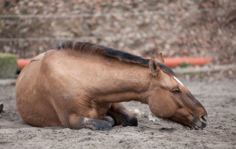 colic horse laying down