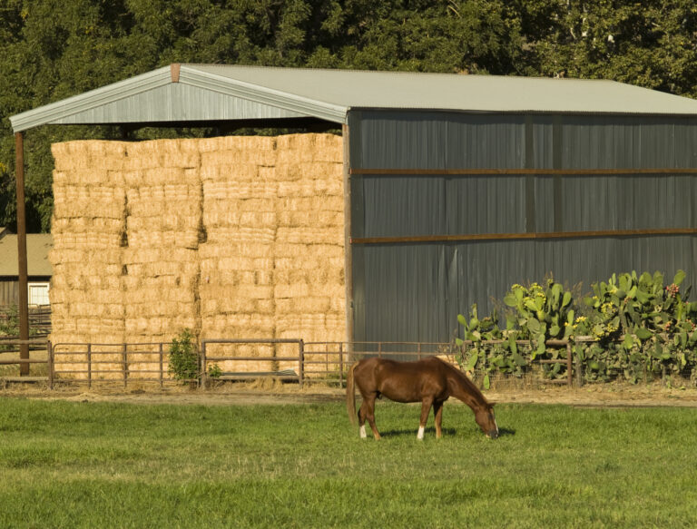 equine colic fresh forage and hay