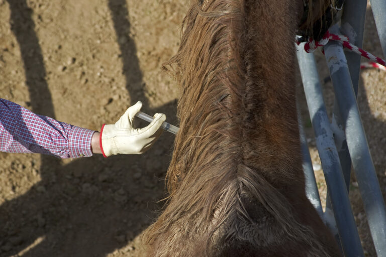 owner vaccination of horses