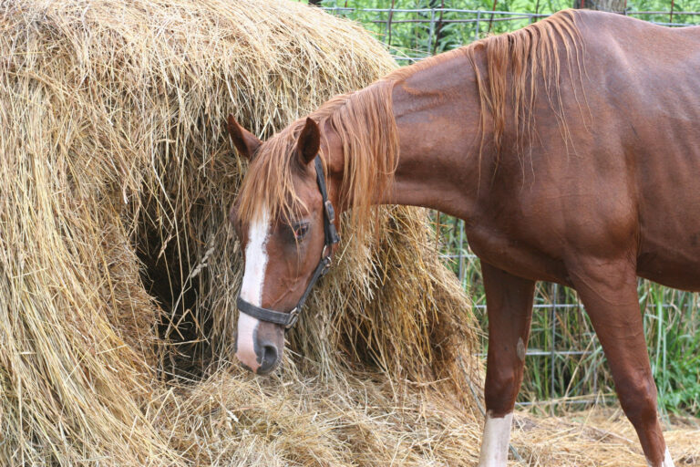 horse round bale hay equine asthma