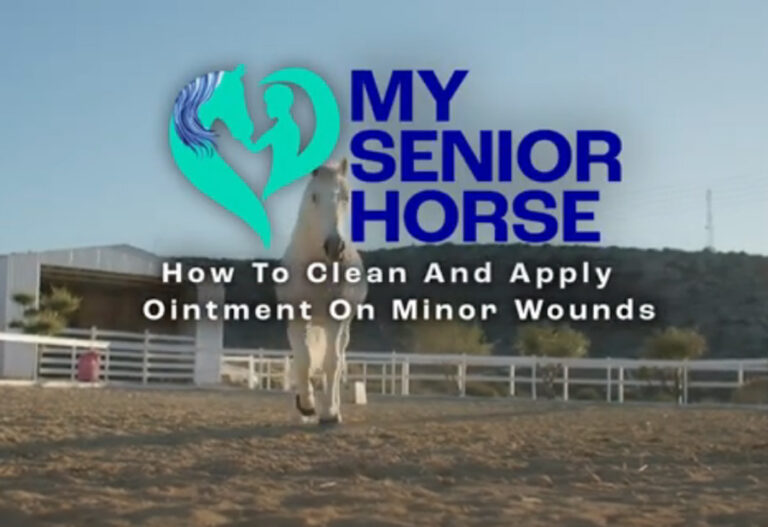 equine wound care video