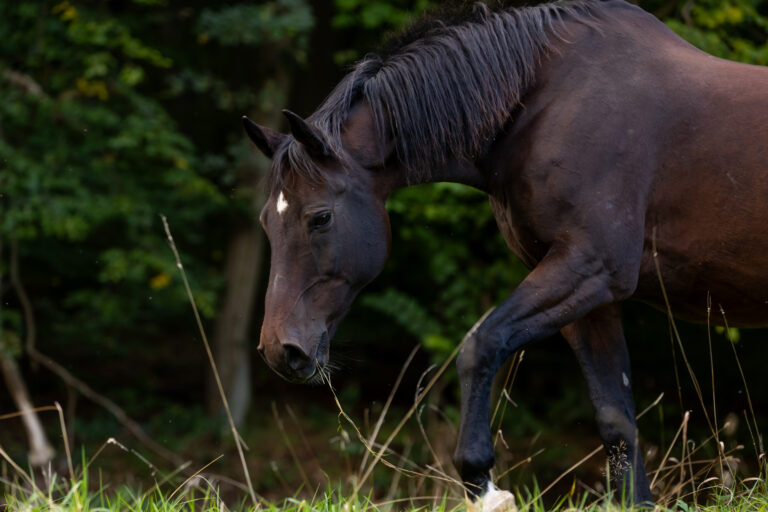 Pferd sucht frisches Gras