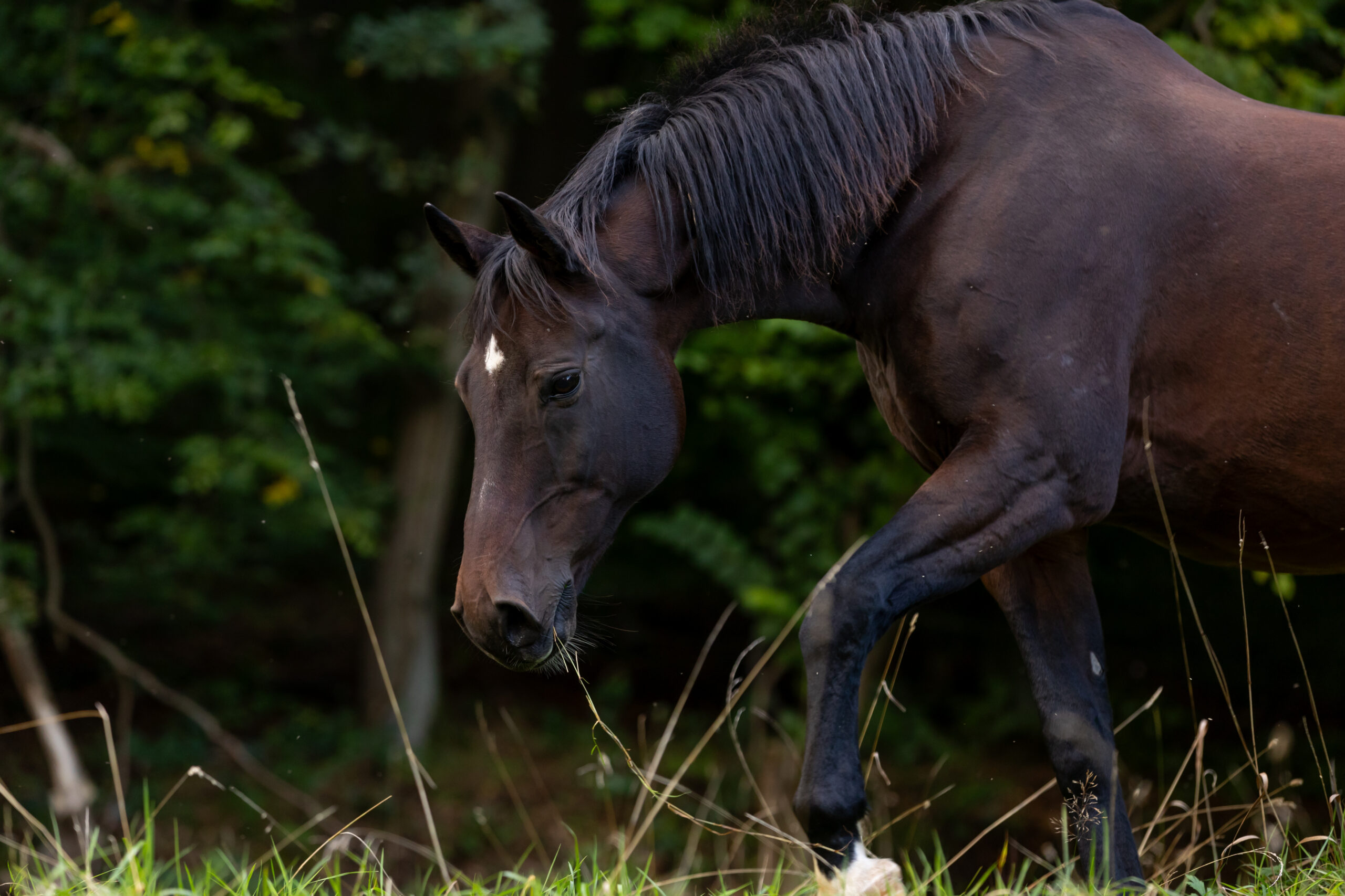 Pferd sucht frisches Gras