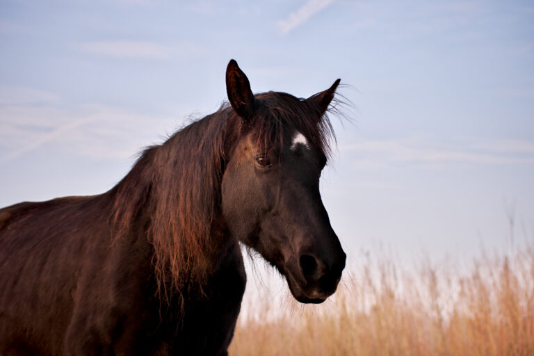Portrait of beautiful old black horse with white star and long mane in rays of winter evening sunset