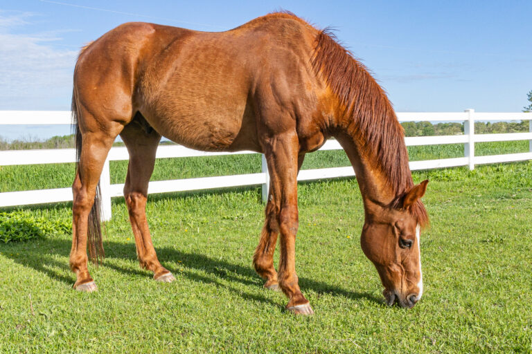 A mature chestnut Thoroughbred gelding grazing on green grass next to a white board fence